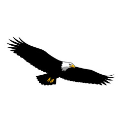 Bald Eagle in Flight with Wings Spread.