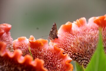 inseto borboleta - Lepidoptera © oscaryoshinori