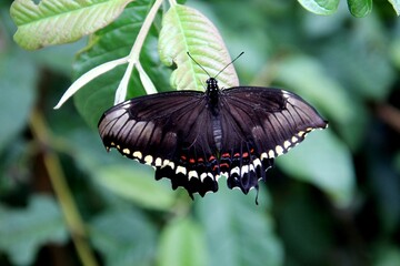 inseto borboleta - Lepidoptera © oscaryoshinori