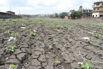 A dry, cracked field with small green plants struggling to grow, surrounded by urban buildings, illustrating the impact of drought on agriculture.