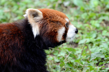 レッサーパンダ