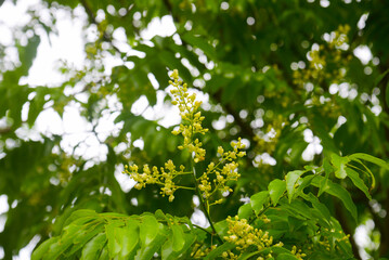 Fototapeta premium Delicate yellow-green flower clusters on Dracontomelon (Dracontomelon duperreanum, Anacardiaceae) framed by bright compound leaves, shallow depth of field, photographed in Vietnam.