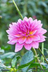 Obraz premium 庭に咲く大輪のピンクダリアと瑞々しい葉の風景