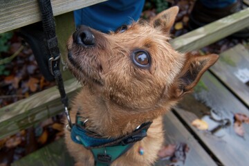A curious, wet dog gazes upward, showcasing its expressive eyes while standing on a wooden surface.