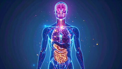 Detailed human endocrine system infographic highlighting hormone glands with clean medical style pro