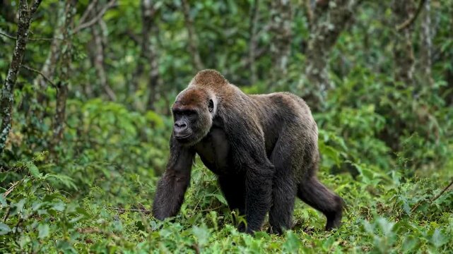 Gorillas walking in the forest Gorillas walking in the forest