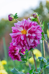 Obraz premium つぼみとともに咲くピンク色のダリアの花の縦構図