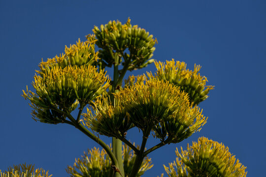 Blooming agave americana flower stalk with yellow panicle inflorescence against clear blue sky. Exotic century plant in blossom. Side, Antalya, Turkey, Mediterranean.