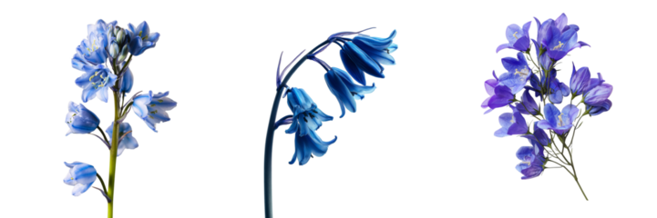 Three clusters of delicate bluebell flowers with green stems isolated on a transparent background floral