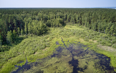 Aerial photo of forest bog in the Karakansky pine forest near the shore of the Ob reservoir.