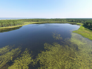 Aerial photo panorama of forest boggy lake in the Karakansky pine forest near the shore of the Ob reservoir.