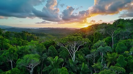 Stunning sunset over lush green forest nature photography tropical environment aerial view serenity and beauty