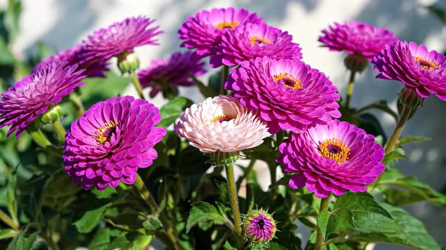 Close up of purple flowers in bloom Purple daisies in bloom