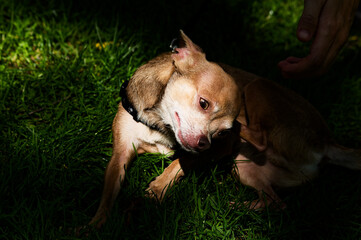 Dog Belly Rub: Happy Pet Enjoying Belly Rub Outdoors In Natural Light Vertical