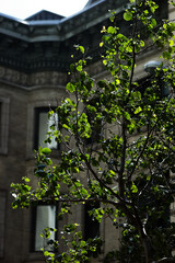 Springtime Park Scene: Green-Leafed Branches Frame Historic Stone Building Architecture Vertical Shot