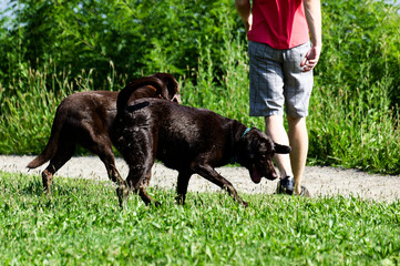 Pet Ownership: Person Walking Two Labradors Along Lush Park Path On Sunny Day