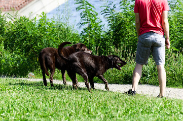Pet Care: Man Walking Two Dogs in Lush Park on Sunny Day