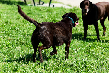 Pets Enjoying Outdoor Fun: Black Labrador Retrievers Playing In Lush Green Park