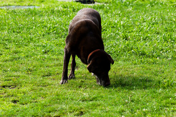 Dog Walking: Large Brown Dog Sniffing Grass Mid-Stride in Lush Park Vertical Shot