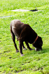 Dog Enjoying Nature: Black Dog Sniffing Lush Green Park Grass With Red Collar Outdoor Summer