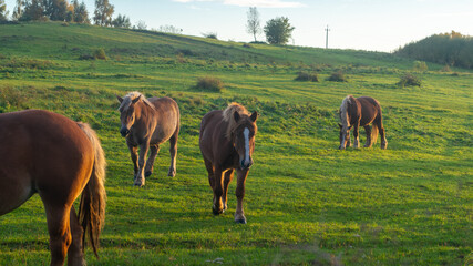 A herd of horses grazing in green grass at sunset