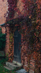 The brick building is covered with orange and red leaves. Black wooden door, entrance to a brick building covered with leaves