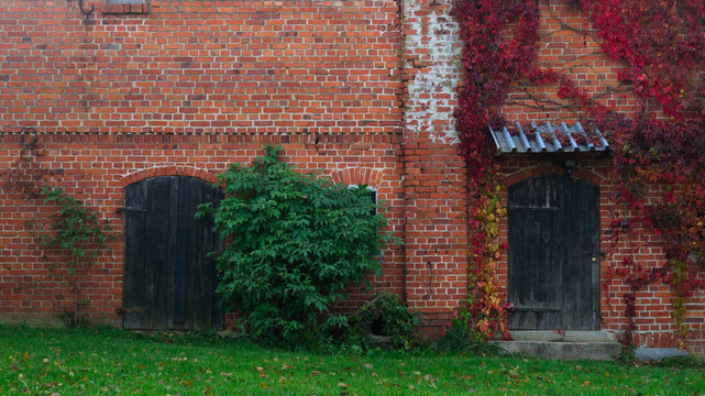 Two dark wooden doors of a brick house, a green bush nearby, and red ivy on the wall in the twilight among green grass. An old brick house with two separate doors - Powered by Adobe