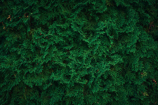 Thuja leaves texture green background. Natural background of thuja tree branches.