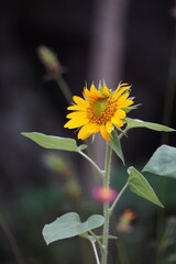 sunflower blossom in a blured green background