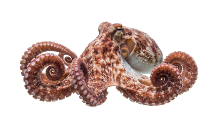 Isolated Octopus Sea Creature Wildlife Marine Invertebrate