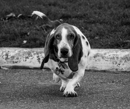 Perro batata orejon blanco y negro caminando a camara