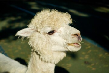 Alpaca at Alpaca Farm Yatsugatake Nagano Japan November 2025
