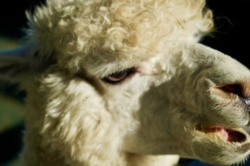 Alpaca at Alpaca Farm Yatsugatake Nagano Japan November 2025