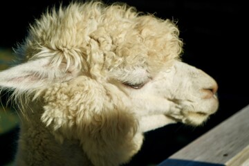 Alpaca at Alpaca Farm Yatsugatake Nagano Japan November 2025