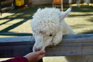 Alpaca at Alpaca Farm Yatsugatake Nagano Japan November 2025