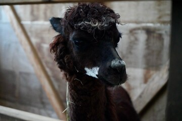 Alpaca at Alpaca Farm Yatsugatake Nagano Japan November 2025