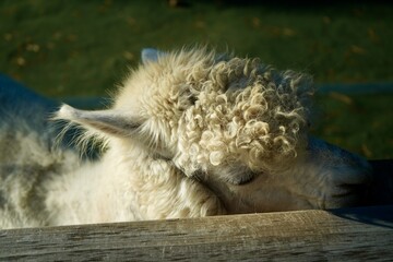 Alpaca at Alpaca Farm Yatsugatake Nagano Japan 八ヶ岳 アルパカ 牧場 November 2025
