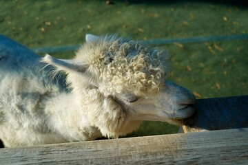 Alpaca at Alpaca Farm Yatsugatake Nagano Japan 八ヶ岳 アルパカ 牧場 November 2025