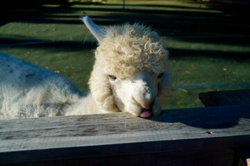 Alpaca at Alpaca Farm Yatsugatake Nagano Japan 八ヶ岳 アルパカ 牧場 November 2025
