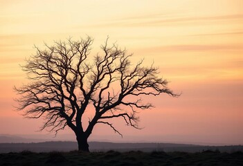 Obraz premium Single stark tree on a misty moor at dawn, its branches reaching out, countryside, landscape