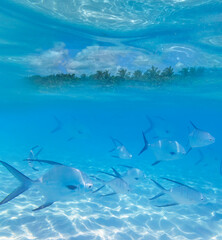 A shoal of fishes in Caribbean Sea, Mexico