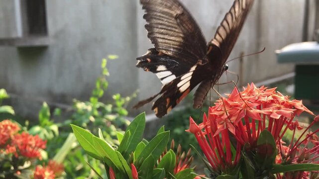 butterfly on flower