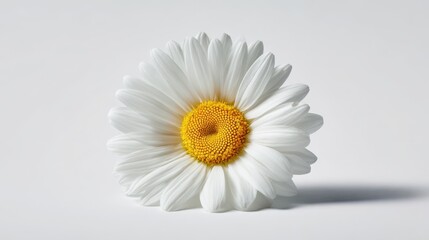 Minimalist daisy flower product shot on white background for branding materials
