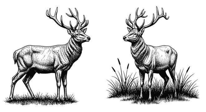 Detailed illustration of two majestic deer standing in a grassy field