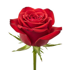A beautiful red rose on transparent background