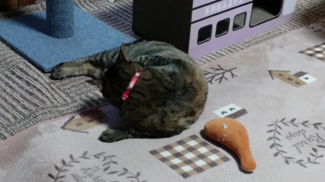 毛づくろいをしているキジトラ猫