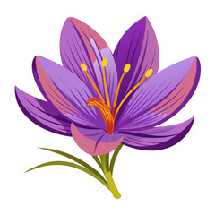 Fototapeta premium Vibrant purple crocus flower in full bloom