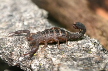 scorpion on the rock