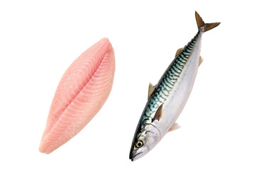 Whole Raw Mackerel and Fresh Fish Fillet