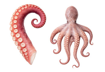 Raw Octopus and Octopus Tentacle